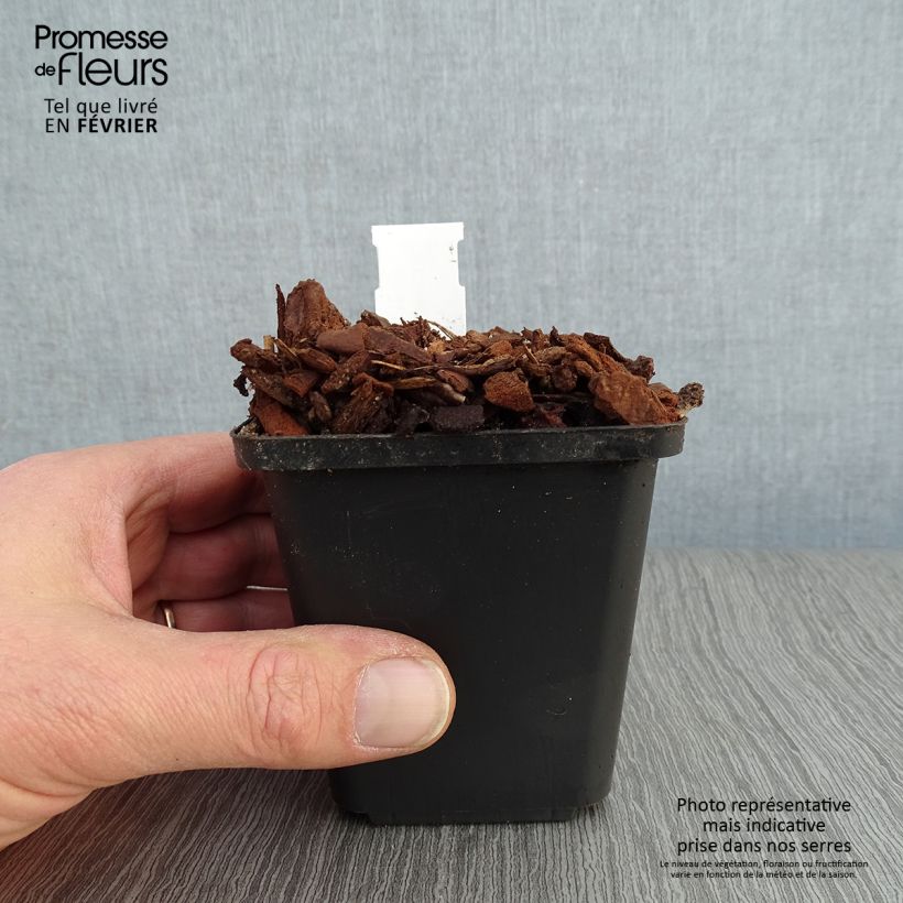 Exemplar von Convallaria majalis Prolificans - Maiglöckchen Kleine Töpfe von 8/9 cm wie im Winter geliefert