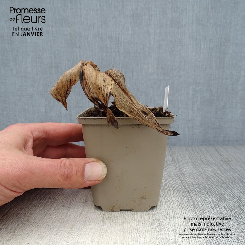 Exemplar von Convallaria majalis Hardwick Hall - Maiglöckchen Kleine Töpfe von 8/9 cm wie im Winter geliefert