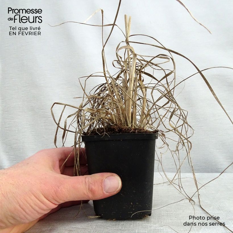 Exemplar von Muhlenbergia rigens - Amerikanisches Hirschgras Kleine Töpfe von 8/9 cm wie im Winter geliefert