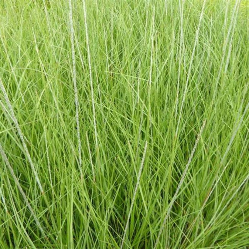 Muhlenbergia rigens - Amerikanisches Hirschgras (Foliage)