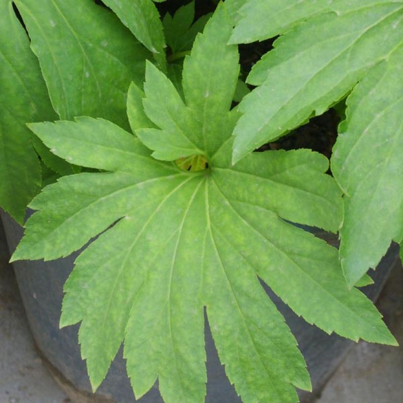 Mukdenia rossii - Ahornblatt (Foliage)