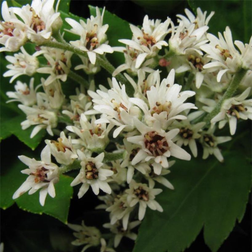 Mukdenia rossii - Ahornblatt (Flowering)