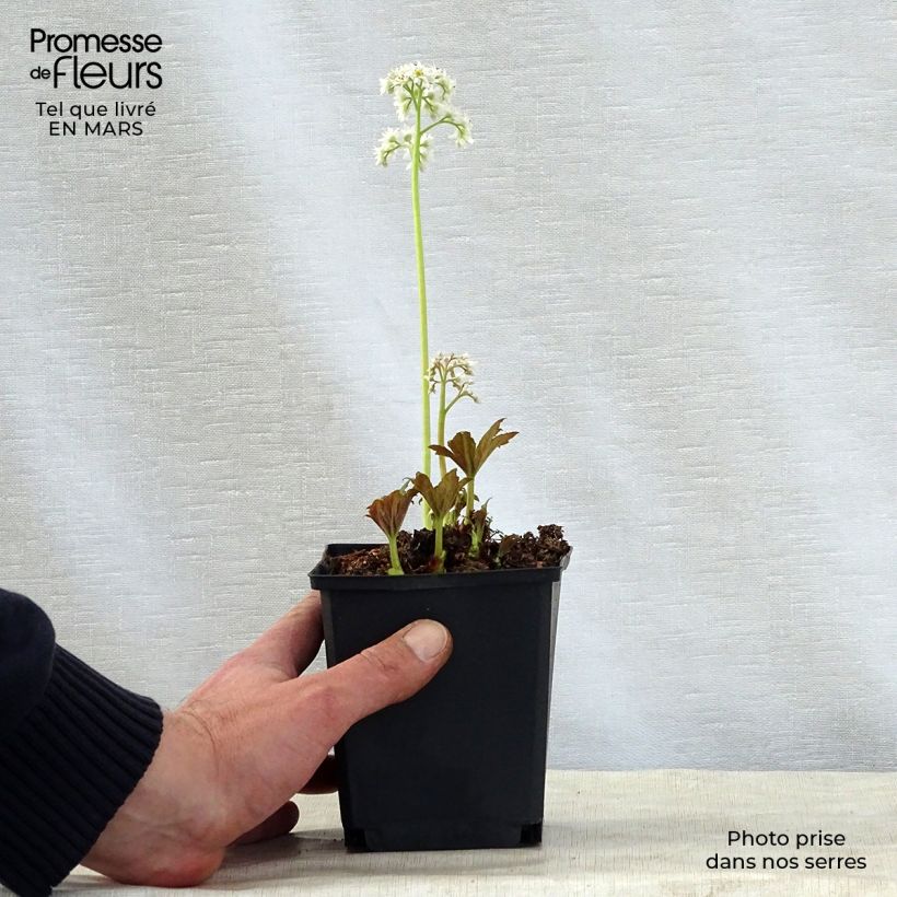 Exemplar von Mukdenia rossii - Ahornblatt Kleine Töpfe von 8/9 cm wie im Frühjahr geliefert