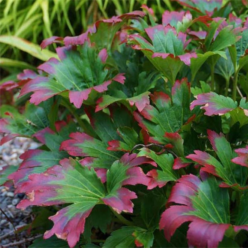 Mukdenia rossii Crimson Fans - Ahornblatt (Foliage)