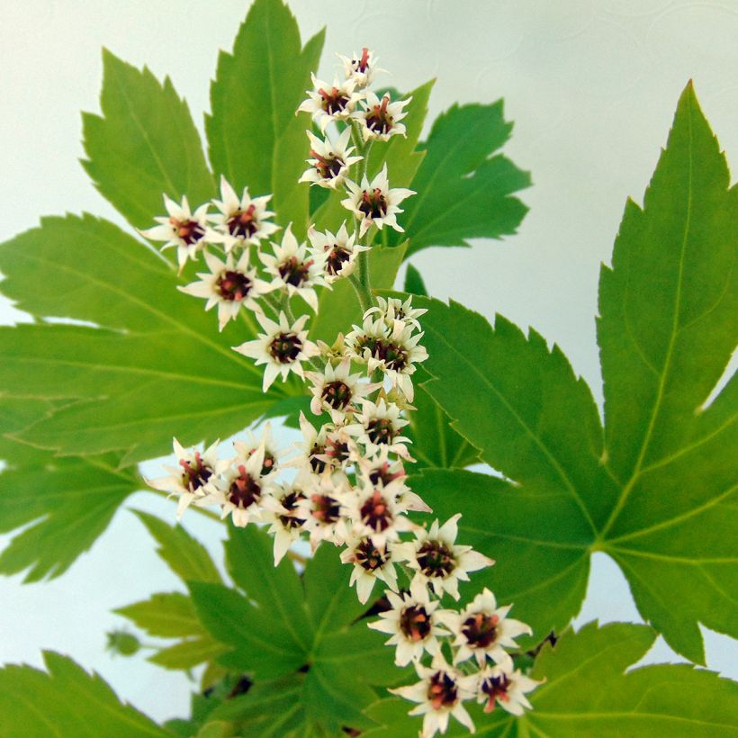 Mukdenia rossii Crimson Fans - Ahornblatt (Flowering)