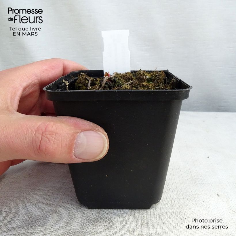 Exemplar von Mukdenia rossii Crimson Fans - Ahornblatt Kleine Töpfe von 8/9 cm wie im Frühjahr geliefert