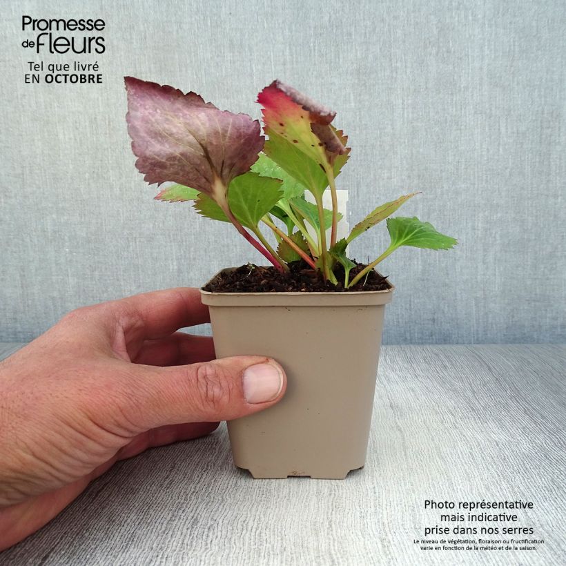 Example of Mukgenia Nova Flame - Hybrid-Ahornblatt Kleine Töpfe von 8/9 cm as you get in automne