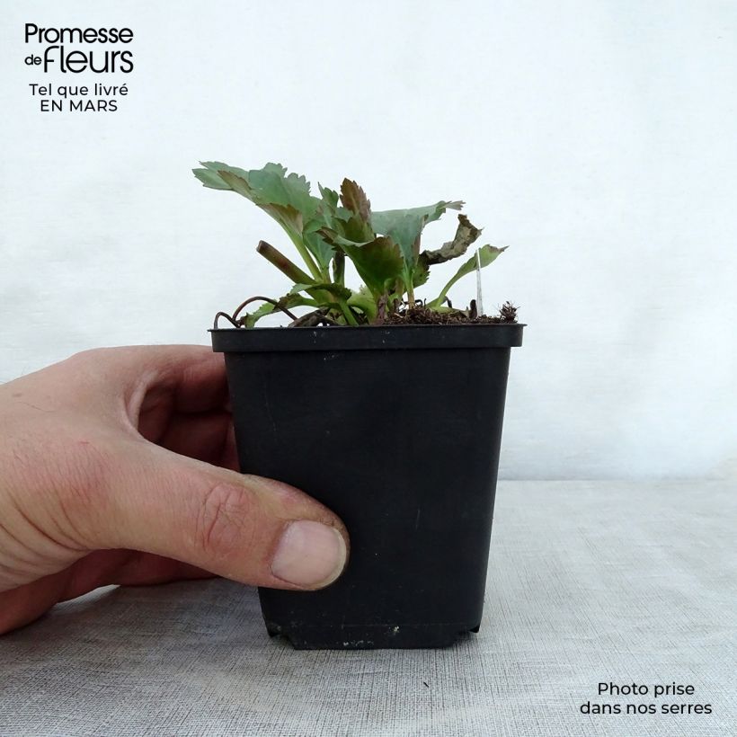 Exemplar von Mukgenia Nova Flame - Hybrid-Ahornblatt Kleine Töpfe von 8/9 cm wie im Frühjahr geliefert