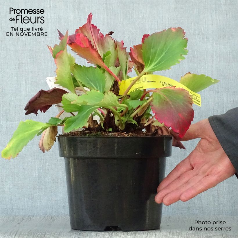 Example of Mukgenia Nova Flame - Hybrid-Ahornblatt Topf mit 3L/4L as you get in automne