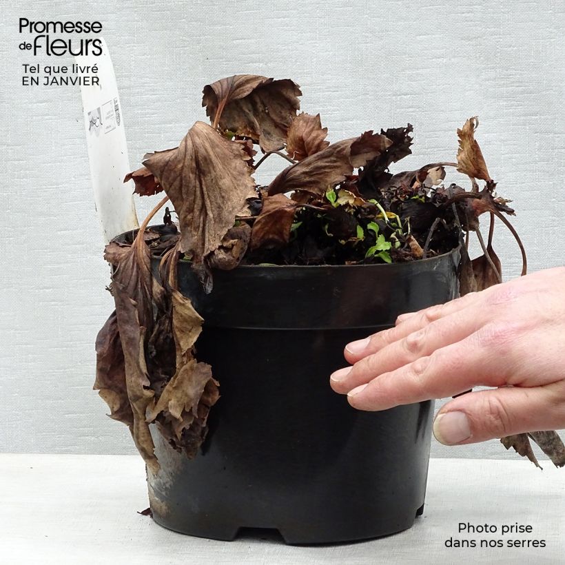 Exemplar von Mukgenia Nova Flame - Hybrid-Ahornblatt Topf mit 3L/4L wie im Winter geliefert