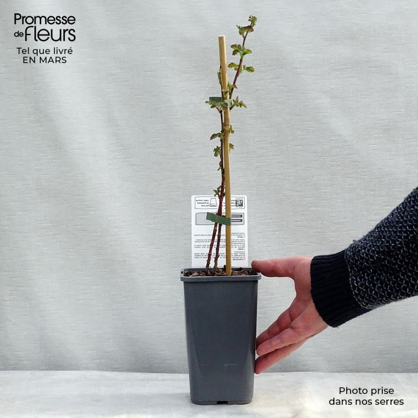 Exemplar von Taybeere Buckingham Tayberry Bio Topf mit 1,5L/2L wie im Frühjahr geliefert