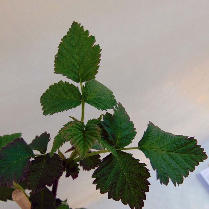 Taybeere Buckingham Tayberry Bio (Foliage)
