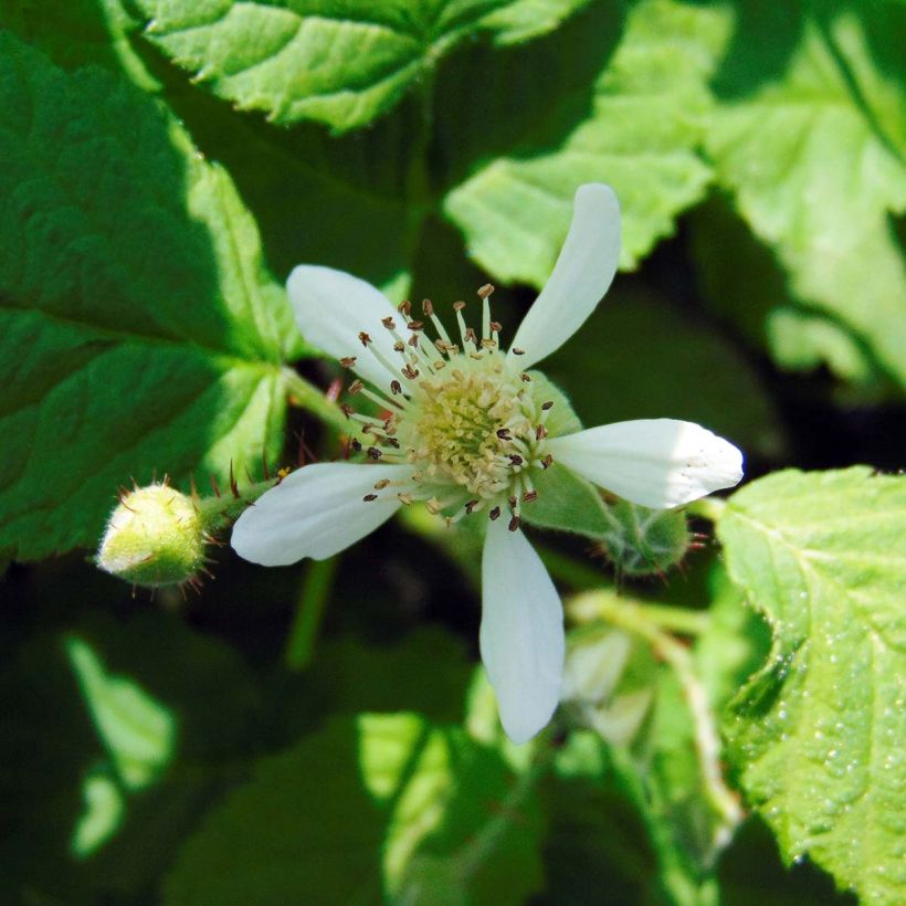 Taybeere Buckingham Tayberry Bio (Flowering)