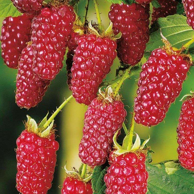 Taybeere Buckingham Tayberry Bio (Harvest)