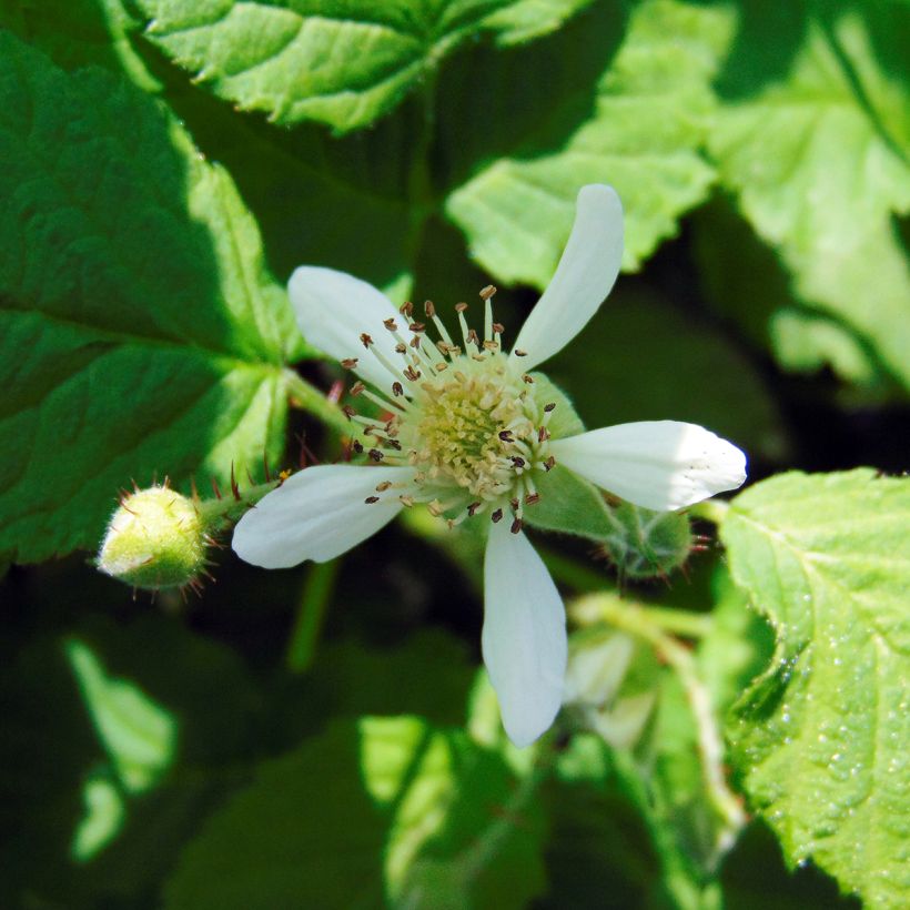Taybeere Buckingham Tayberry (Flowering)