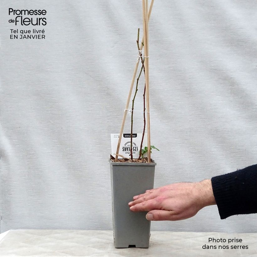 Exemplar von Taybeere Buckingham Tayberry Topf mit 1,5L/2L, Strauch/Busch, mehrstämmig wie im Winter geliefert