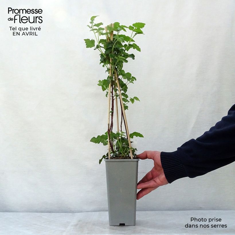 Exemplar von Taybeere Buckingham Tayberry Topf mit 1,5L/2L, Strauch/Busch, mehrstämmig wie im Frühjahr geliefert