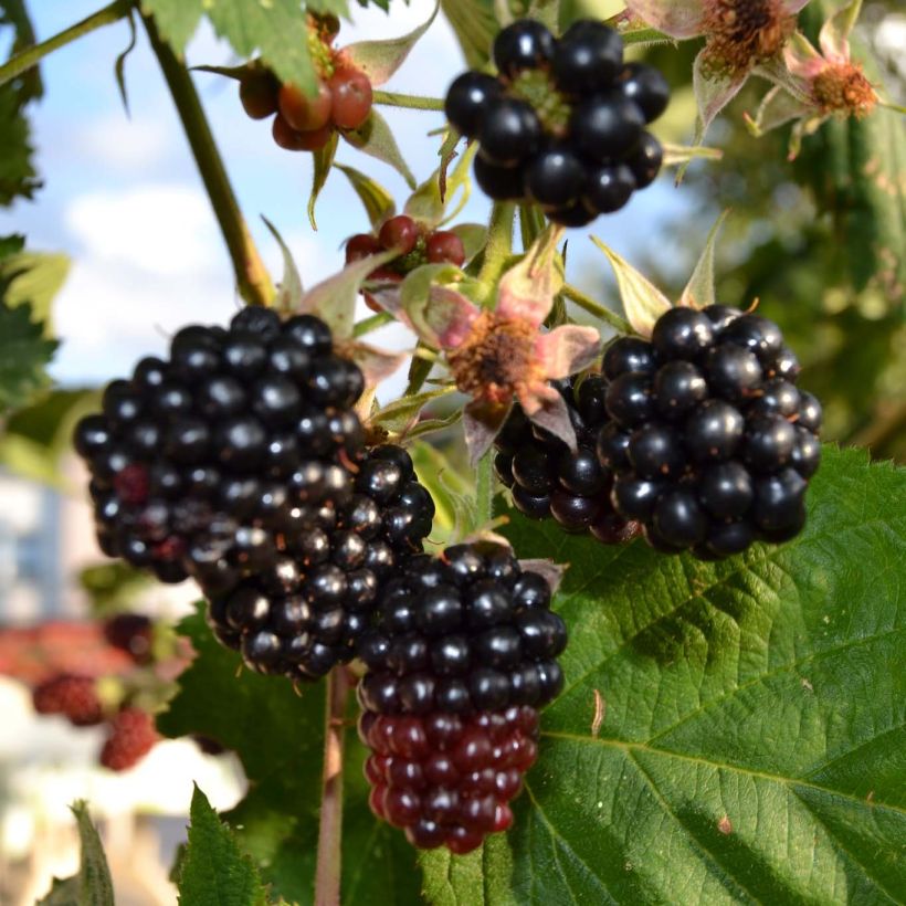 Brombeere Dirksen Bio (Harvest)