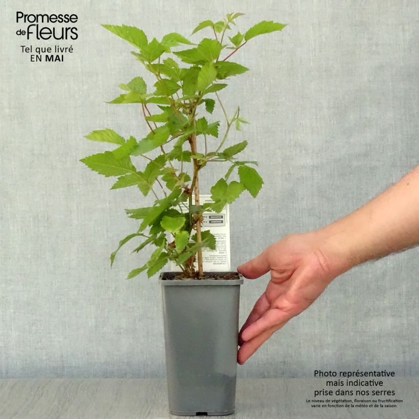 Exemplar von Brombeere Dirksen Bio Topf mit 1L/1,5L wie im Frühjahr geliefert