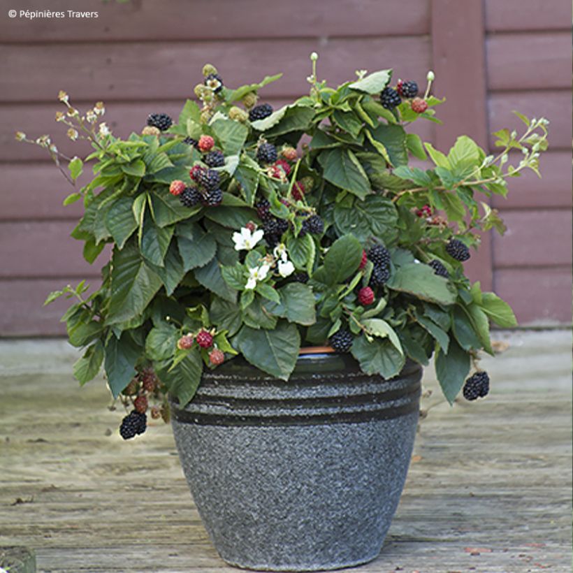 Brombeere Purple Opal (Plant habit)