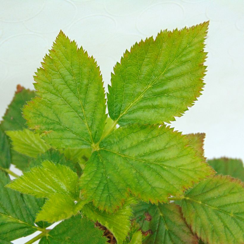 Brombeere Reuben (Foliage)