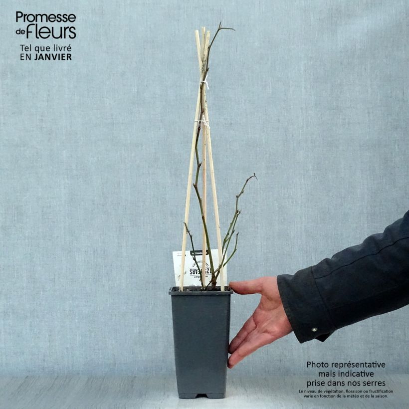 Exemplar von Brombeere Thornfree Topf mit 1,5L/2L, Strauch/Busch, mehrstämmig wie im Winter geliefert