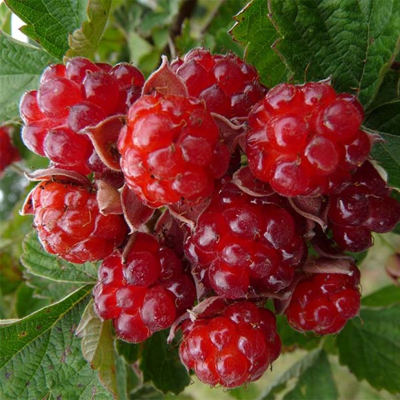 Brombeere Dorman Red (Harvest)