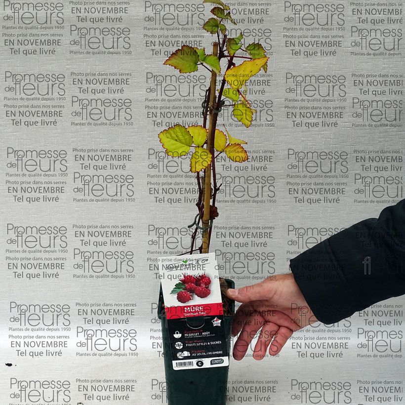 Example of Brombeere Dorman Red Topf mit 1L/1,5L as you get
