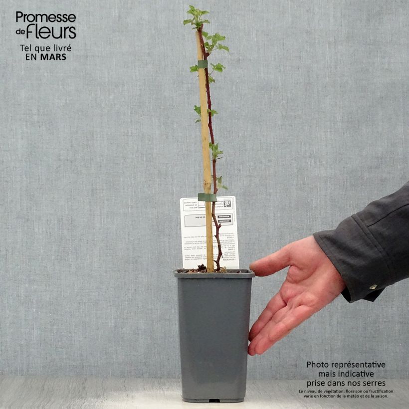 Exemplar von Brombeere Dorman Red Bio Bio - Rubus parvifolius x fruticosus Dorsett Topf mit 1,5L/2L wie im Frühjahr geliefert