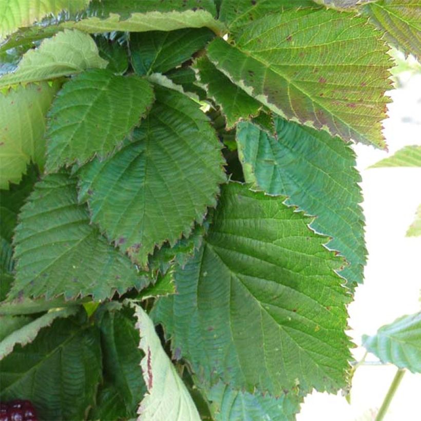 Brombeere Little Black Prince (Foliage)