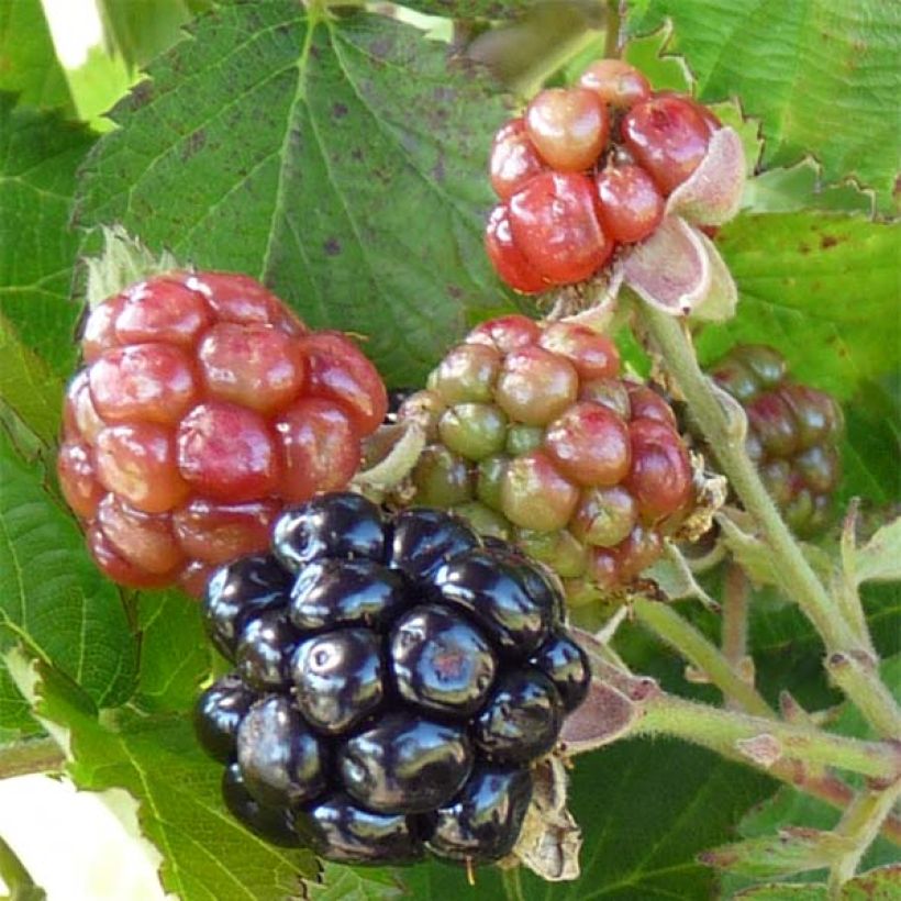Brombeere Little Black Prince (Harvest)