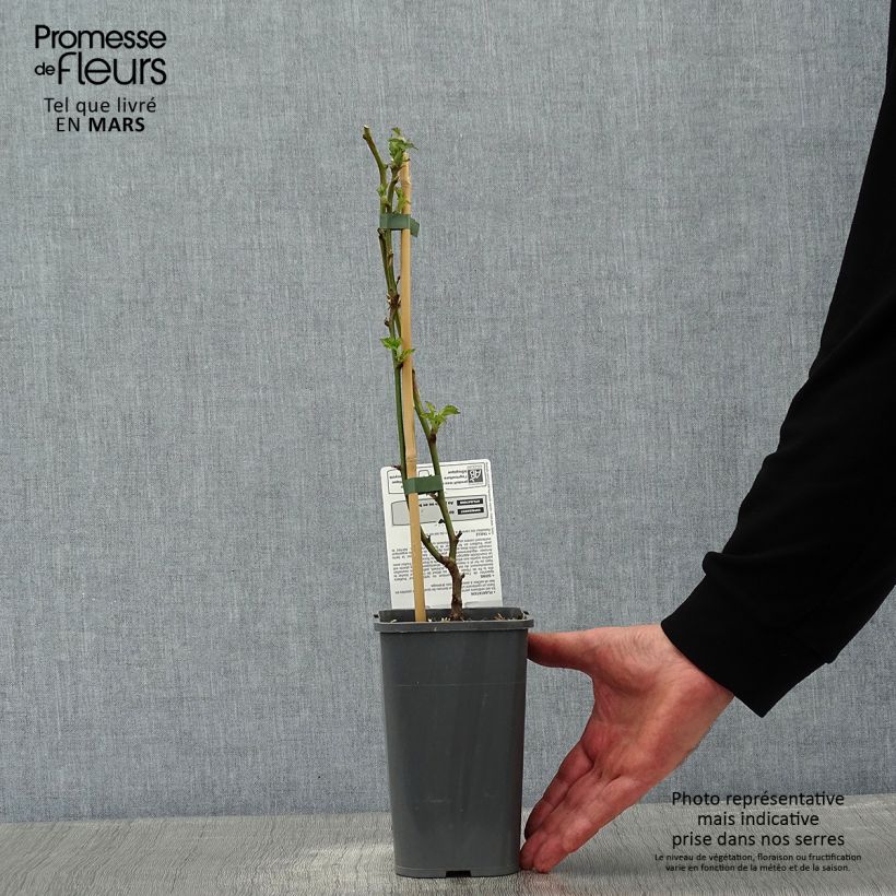 Exemplar von Brombeere Little Black Prince Topf mit 1,5L/2L, Strauch/Busch, mehrstämmig wie im Winter geliefert