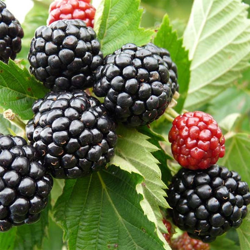 Brombeere Asterina (Harvest)
