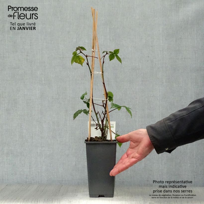 Exemplar von Brombeere Black Satin Topf mit 1,5L/2L, Strauch/Busch, mehrstämmig wie im Winter geliefert