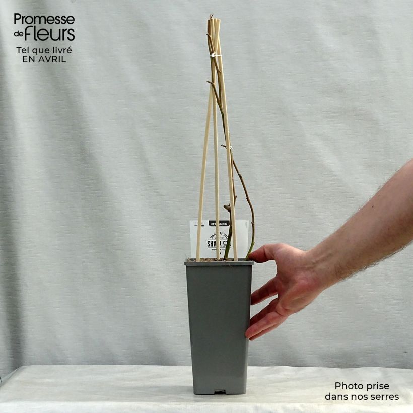 Exemplar von Brombeere Loch Ness Topf mit 1,5L/2L, Strauch/Busch, mehrstämmig wie im Frühjahr geliefert