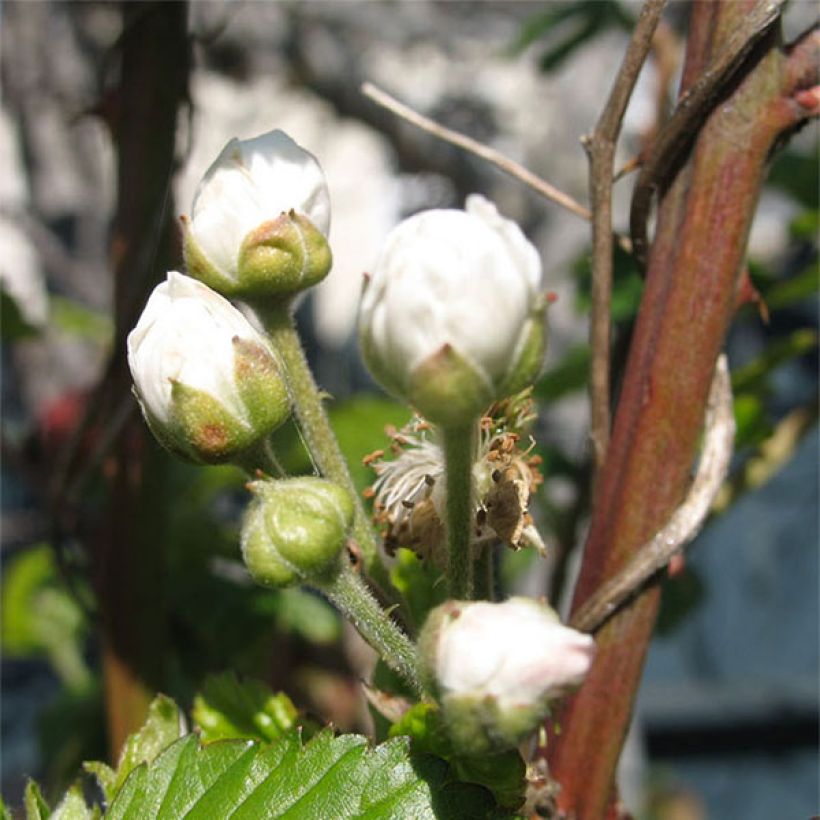 Loganbeere Loganberry - Rubus x loganobaccus (Flowering)