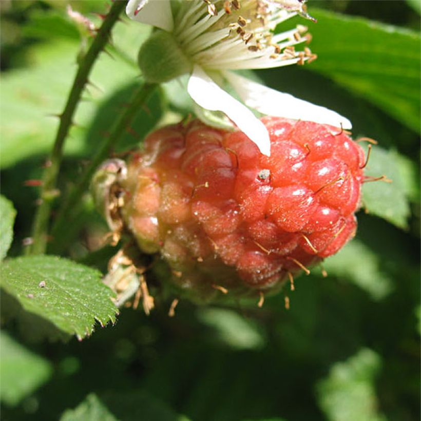 Loganbeere Loganberry - Rubus x loganobaccus (Harvest)