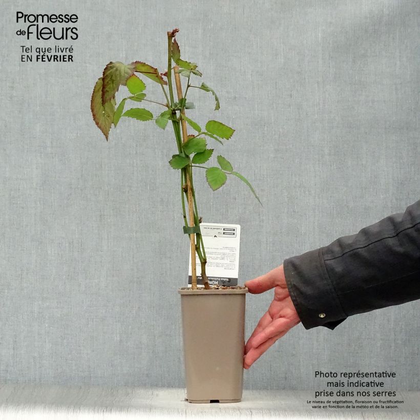 Exemplar von Brombeere Navaho Topf mit 1,5L/2L, Strauch/Busch, mehrstämmig wie im Winter geliefert