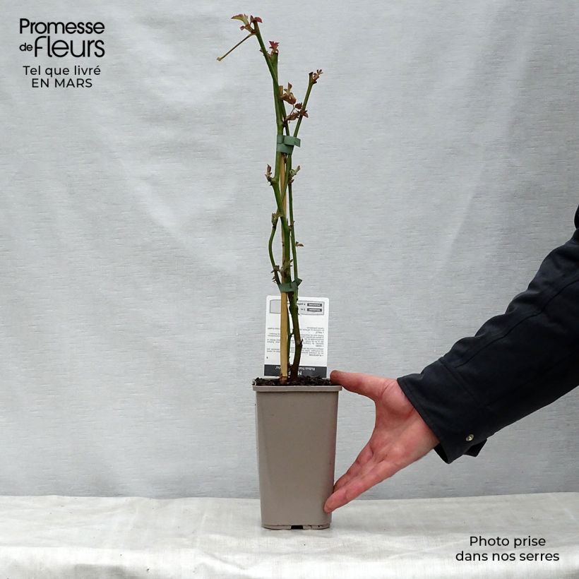 Exemplar von Brombeere Navaho Topf mit 1,5L/2L, Strauch/Busch, mehrstämmig wie im Frühjahr geliefert