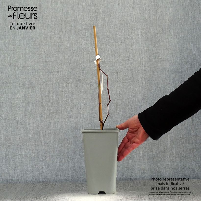 Exemplar von Brombeere Oregon Thornless Topf mit 1,5L/2L wie im Winter geliefert