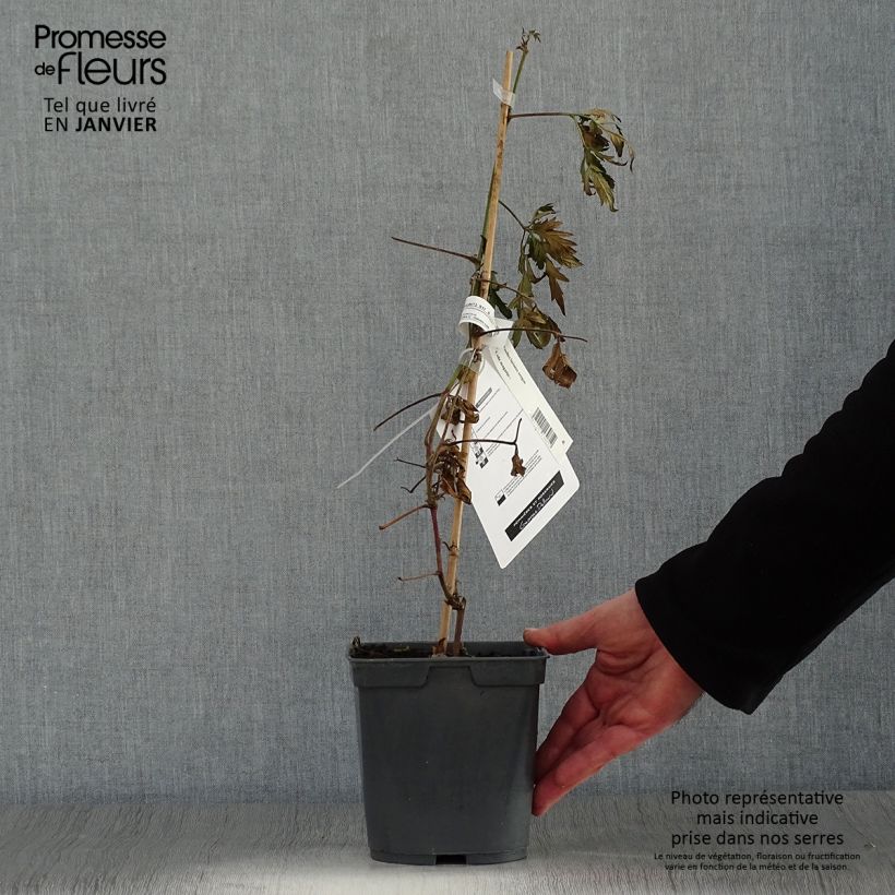 Exemplar von Brombeere Oregon Thornless Topf mit 2L/3L wie im Winter geliefert