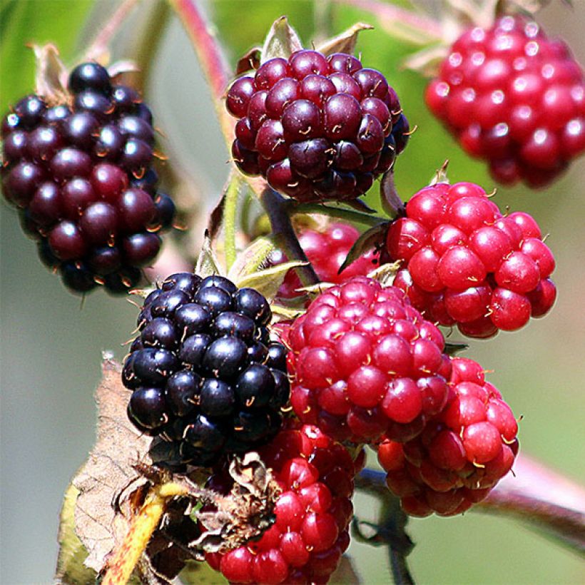 Brombeere Thornless (Harvest)