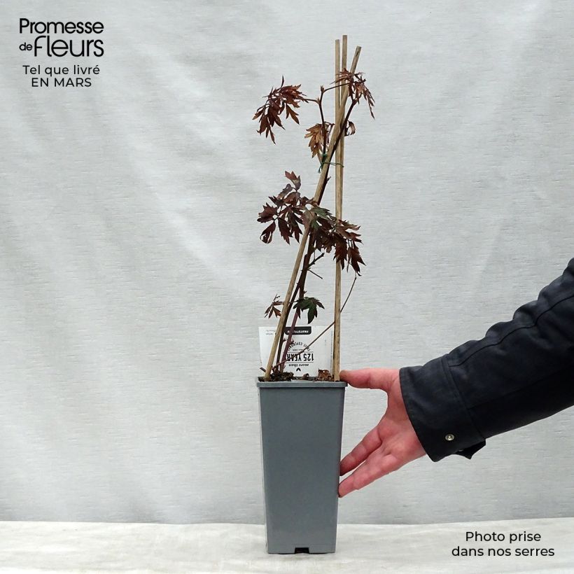 Exemplar von Brombeere Thornless Topf mit 1,5L/2L, Strauch/Busch, mehrstämmig wie im Frühjahr geliefert