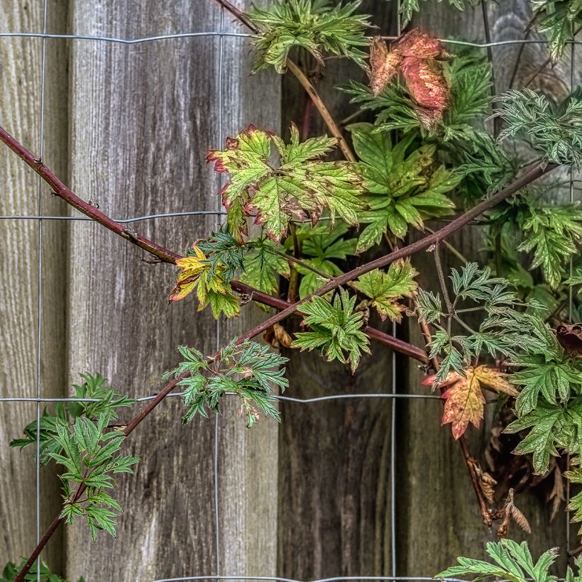 Brombeere Thornless (Plant habit)