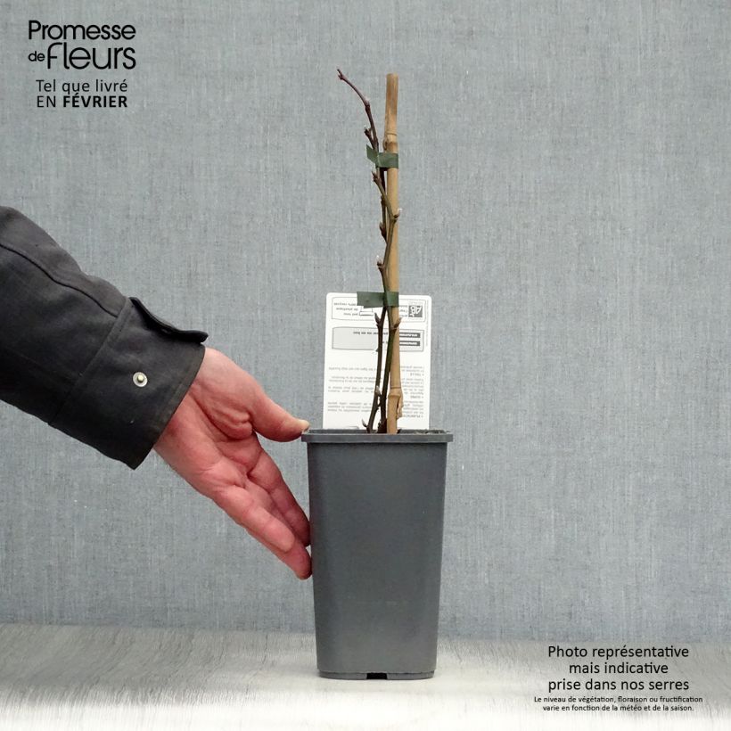 Exemplar von Brombeere Triple crown Bio Topf mit 1,5L/2L wie im Winter geliefert