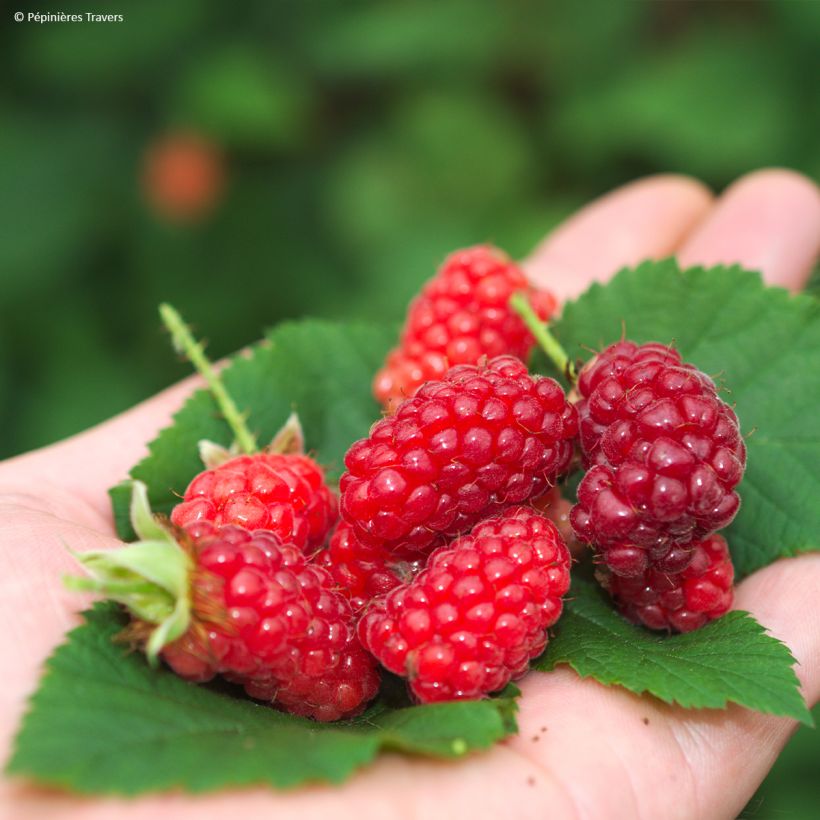 Taybeere Bounty Berry 'Yantay' (Harvest)