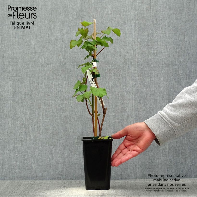 Exemplar von Taybeere Bounty Berry 'Yantay' Topf mit 1,5L/2L wie im Frühjahr geliefert