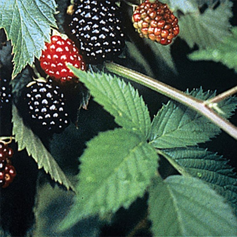 Brombeere Loch Ness (Foliage)