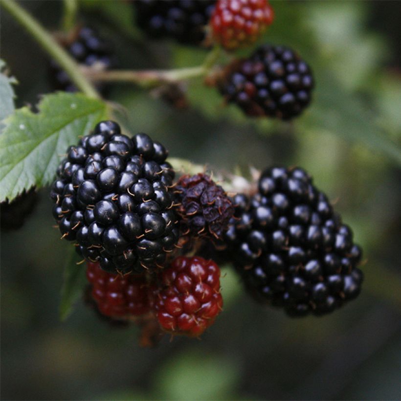 Brombeere Loch Ness (Harvest)