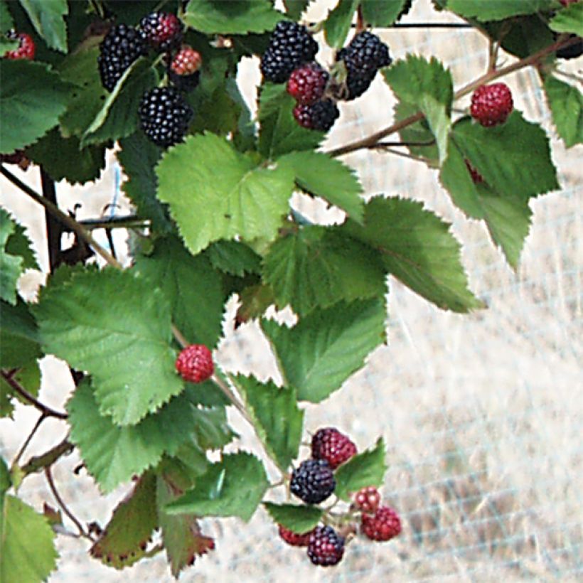 Brombeere Triple crown (Foliage)